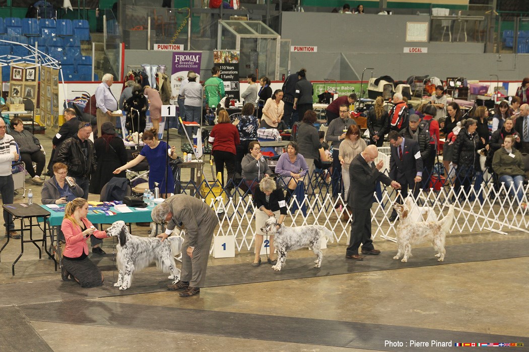Expo canine 2016